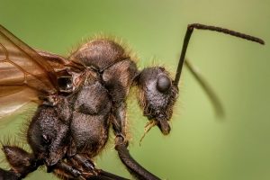 ant head