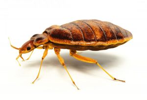 brown bed bug big
