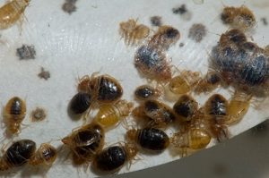 nest of bed bugs