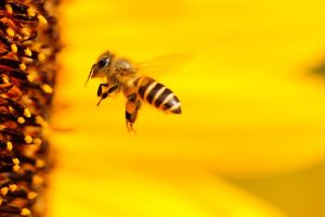 bee near hive