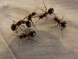 ant queens
