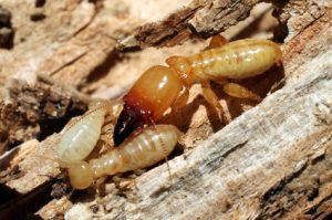 a few termites